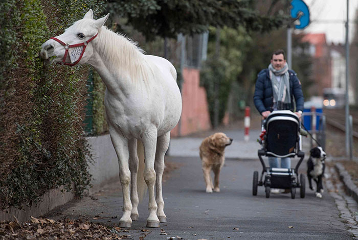 Ce cheval se promène seul tous les jours depuis 14 ans et reçoit des câlins et des friandises des résidents