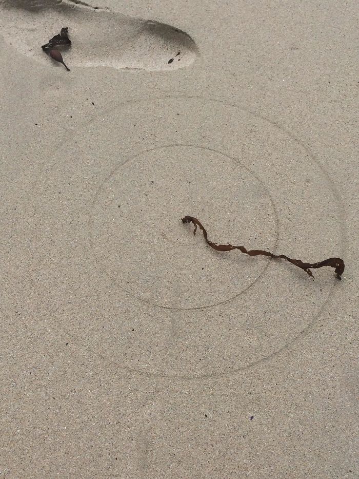 33 choses les plus intéressantes que des gens ont trouvées sur la plage