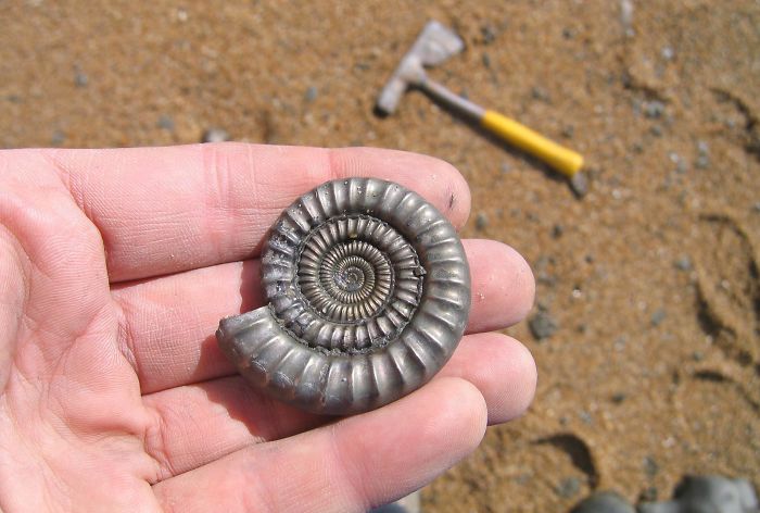 33 choses les plus intéressantes que des gens ont trouvées sur la plage