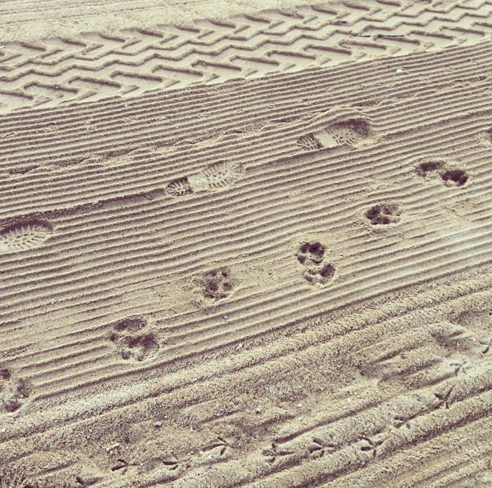 33 choses les plus intéressantes que des gens ont trouvées sur la plage