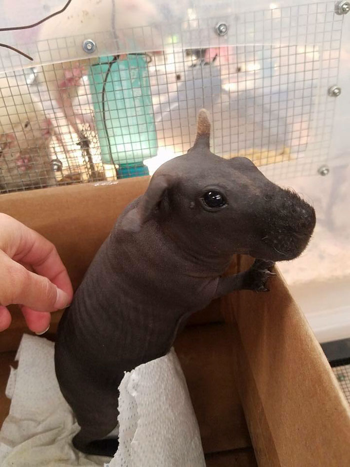 8 cochons d’Inde nus que vous pourriez prendre pour de minuscules hippopotames