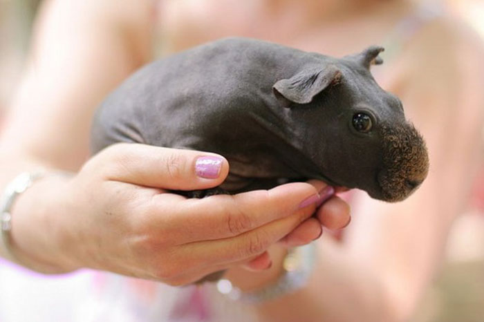 8 cochons d’Inde nus que vous pourriez prendre pour de minuscules hippopotames