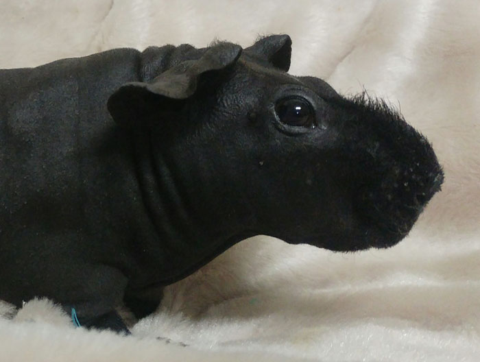 8 cochons d’Inde nus que vous pourriez prendre pour de minuscules hippopotames