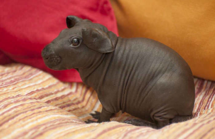 8 cochons d’Inde nus que vous pourriez prendre pour de minuscules hippopotames