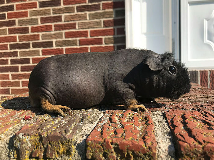 8 cochons d’Inde nus que vous pourriez prendre pour de minuscules hippopotames