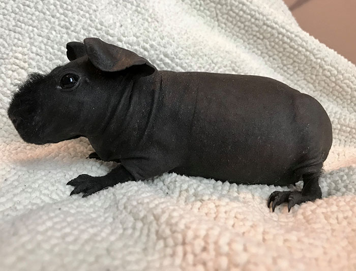 8 cochons d’Inde nus que vous pourriez prendre pour de minuscules hippopotames