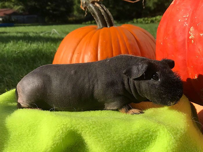 8 cochons d’Inde nus que vous pourriez prendre pour de minuscules hippopotames