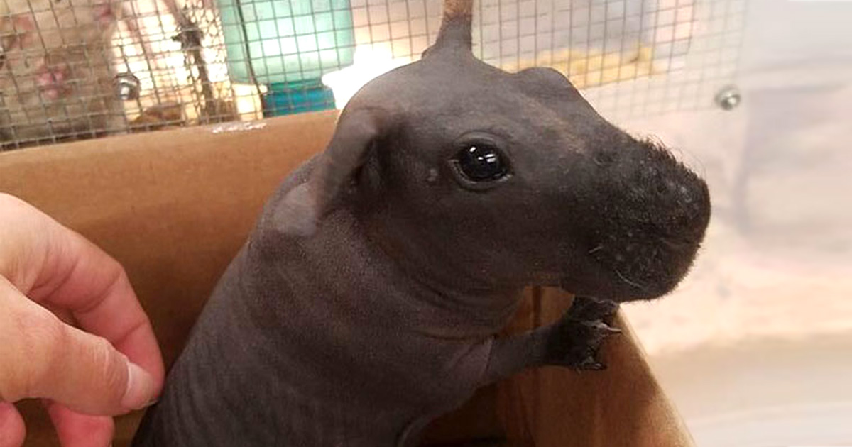 8 Cochons D Inde Nus Que Vous Pourriez Prendre Pour De Minuscules Hippopotames Ipnoze