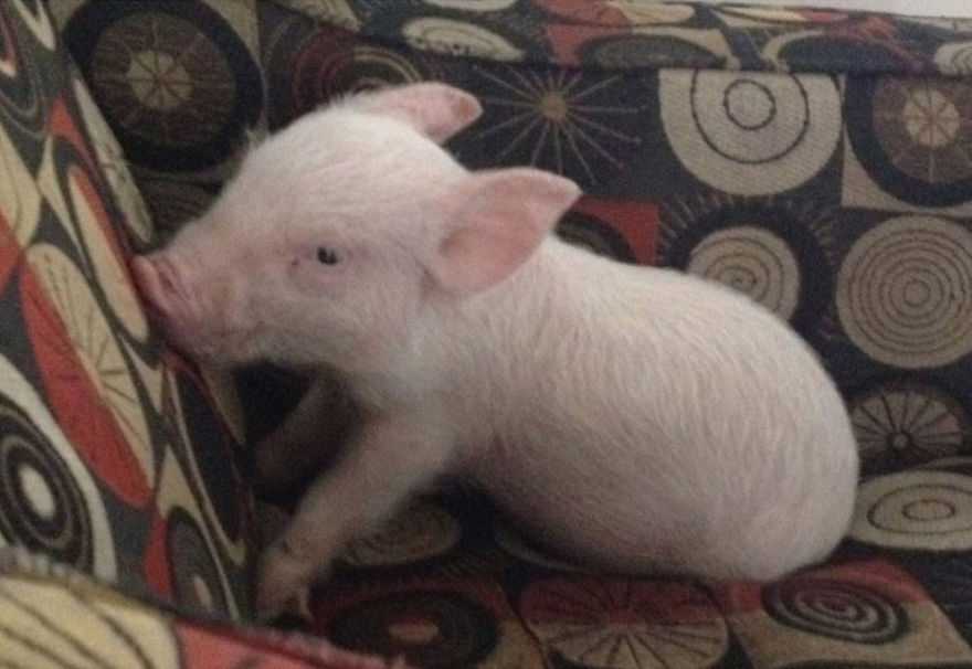 Un couple pensait avoir adopté un mini-cochon et l’a gardé comme animal de compagnie même lorsqu’il a grandi et a atteint 295 kilos