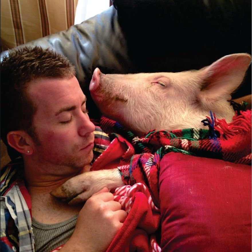 Un couple pensait avoir adopté un mini-cochon et l’a gardé comme animal de compagnie même lorsqu’il a grandi et a atteint 295 kilos