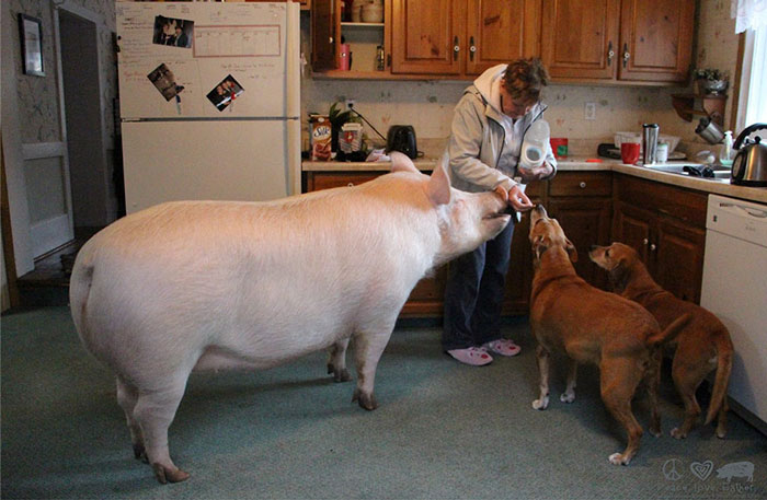 Un couple pensait avoir adopté un mini-cochon et l’a gardé comme animal de compagnie même lorsqu’il a grandi et a atteint 295 kilos