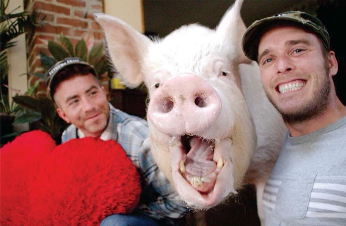 Un couple pensait avoir adopté un mini-cochon et l’a gardé comme animal de compagnie même lorsqu’il a grandi et a atteint 295 kilos