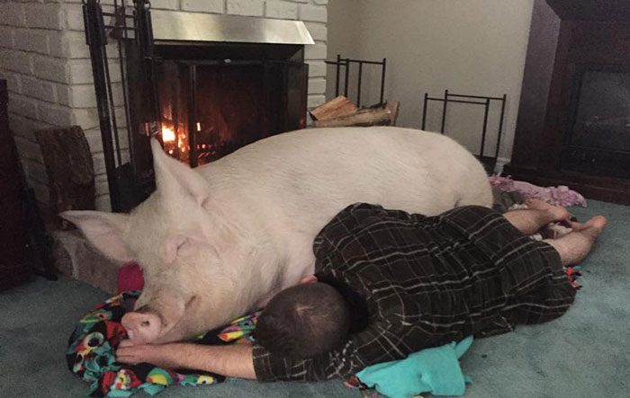 Un couple pensait avoir adopté un mini-cochon et l’a gardé comme animal de compagnie même lorsqu’il a grandi et a atteint 295 kilos