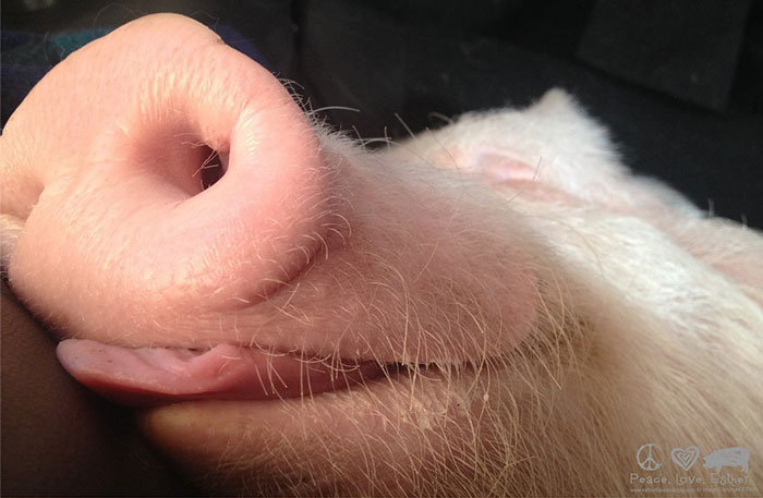 Un couple pensait avoir adopté un mini-cochon et l’a gardé comme animal de compagnie même lorsqu’il a grandi et a atteint 295 kilos