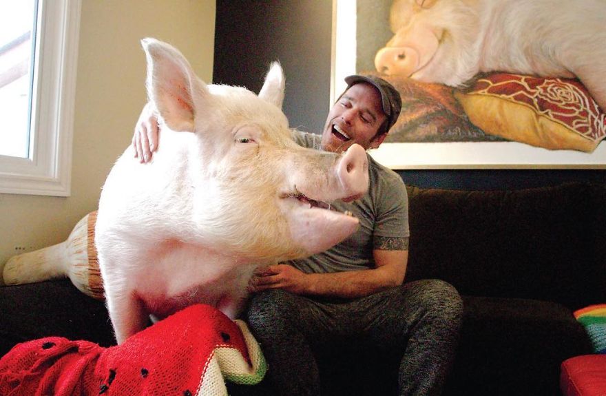 Un couple pensait avoir adopté un mini-cochon et l’a gardé comme animal de compagnie même lorsqu’il a grandi et a atteint 295 kilos