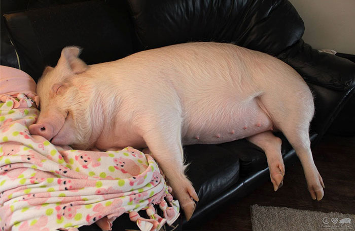 Un couple pensait avoir adopté un mini-cochon et l’a gardé comme animal de compagnie même lorsqu’il a grandi et a atteint 295 kilos