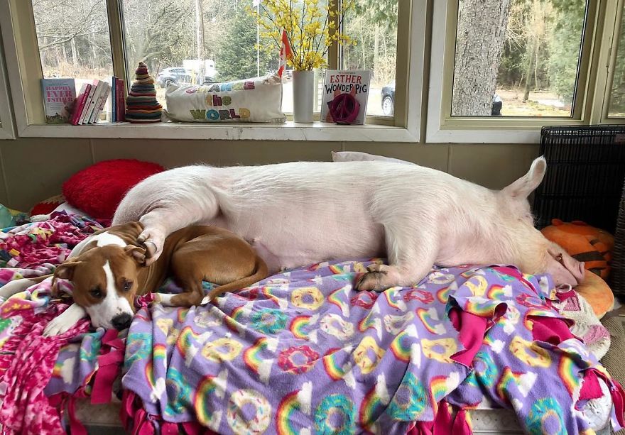Un couple pensait avoir adopté un mini-cochon et l’a gardé comme animal de compagnie même lorsqu’il a grandi et a atteint 295 kilos