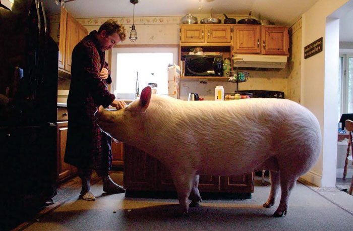 Un couple pensait avoir adopté un mini-cochon et l’a gardé comme animal de compagnie même lorsqu’il a grandi et a atteint 295 kilos