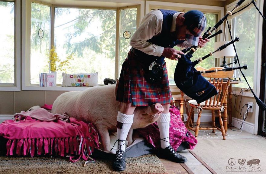 Un couple pensait avoir adopté un mini-cochon et l’a gardé comme animal de compagnie même lorsqu’il a grandi et a atteint 295 kilos