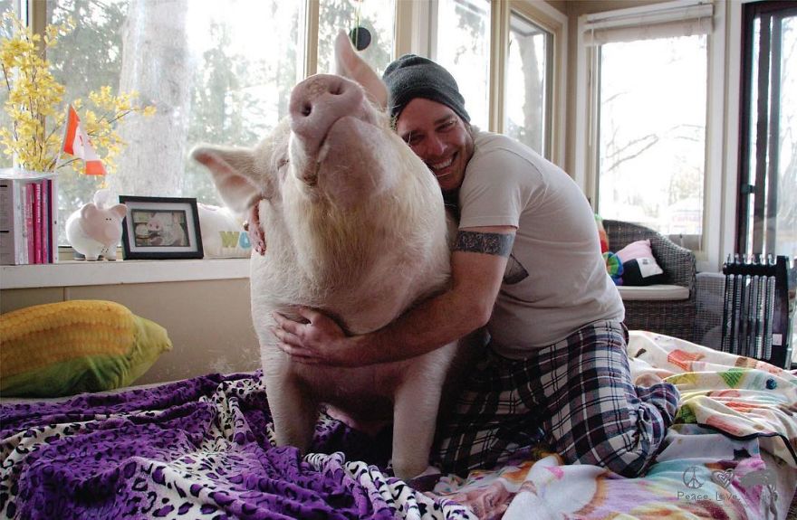 Un couple pensait avoir adopté un mini-cochon et l’a gardé comme animal de compagnie même lorsqu’il a grandi et a atteint 295 kilos