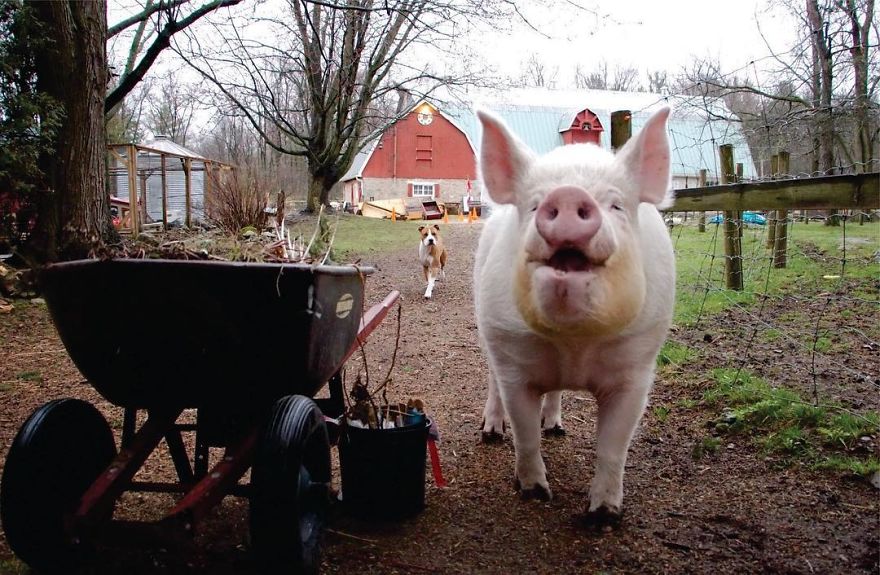 Un couple pensait avoir adopté un mini-cochon et l’a gardé comme animal de compagnie même lorsqu’il a grandi et a atteint 295 kilos