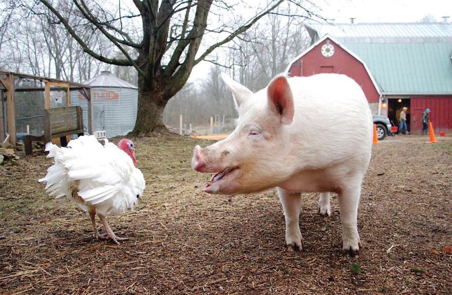 Un couple pensait avoir adopté un mini-cochon et l’a gardé comme animal de compagnie même lorsqu’il a grandi et a atteint 295 kilos