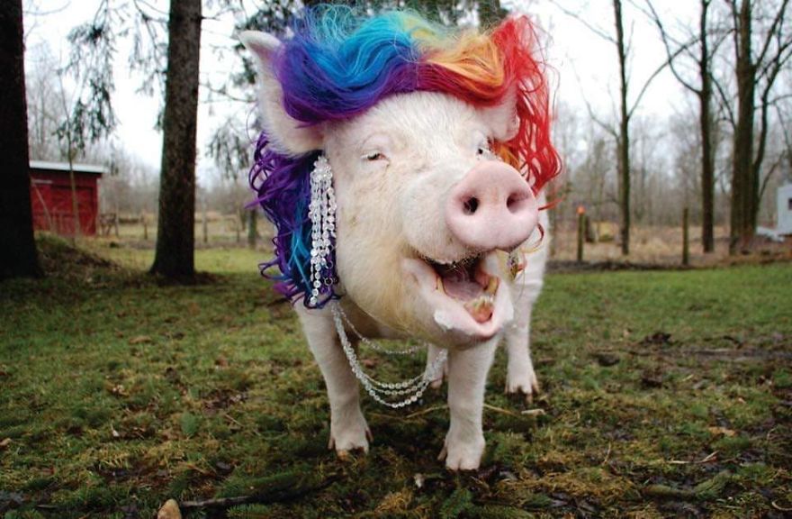 Un couple pensait avoir adopté un mini-cochon et l’a gardé comme animal de compagnie même lorsqu’il a grandi et a atteint 295 kilos