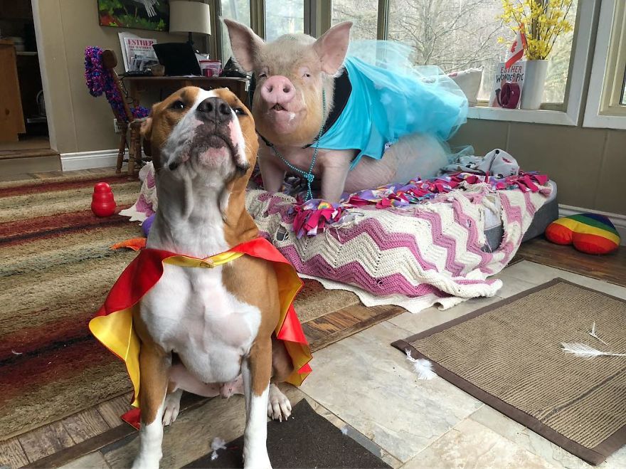 Un couple pensait avoir adopté un mini-cochon et l’a gardé comme animal de compagnie même lorsqu’il a grandi et a atteint 295 kilos