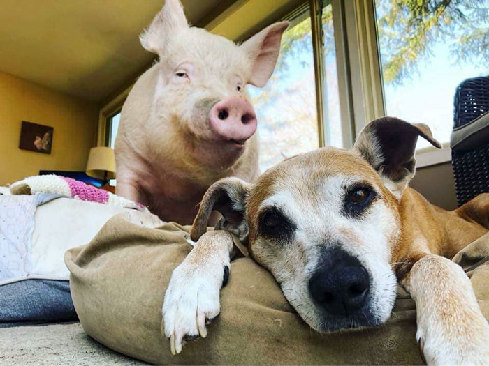 Un couple pensait avoir adopté un mini-cochon et l’a gardé comme animal de compagnie même lorsqu’il a grandi et a atteint 295 kilos