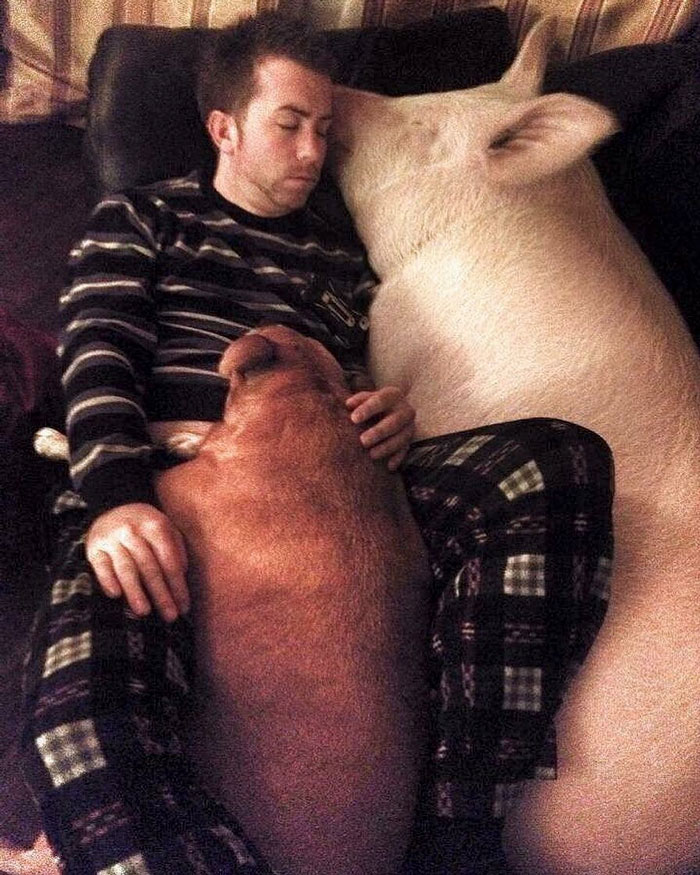 Un couple pensait avoir adopté un mini-cochon et l’a gardé comme animal de compagnie même lorsqu’il a grandi et a atteint 295 kilos