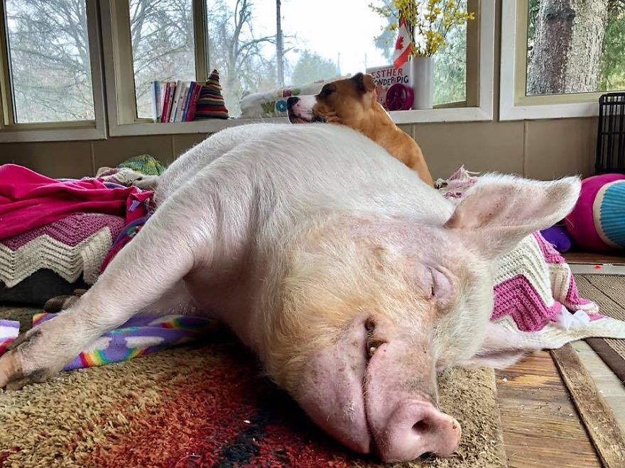 Un couple pensait avoir adopté un mini-cochon et l’a gardé comme animal de compagnie même lorsqu’il a grandi et a atteint 295 kilos