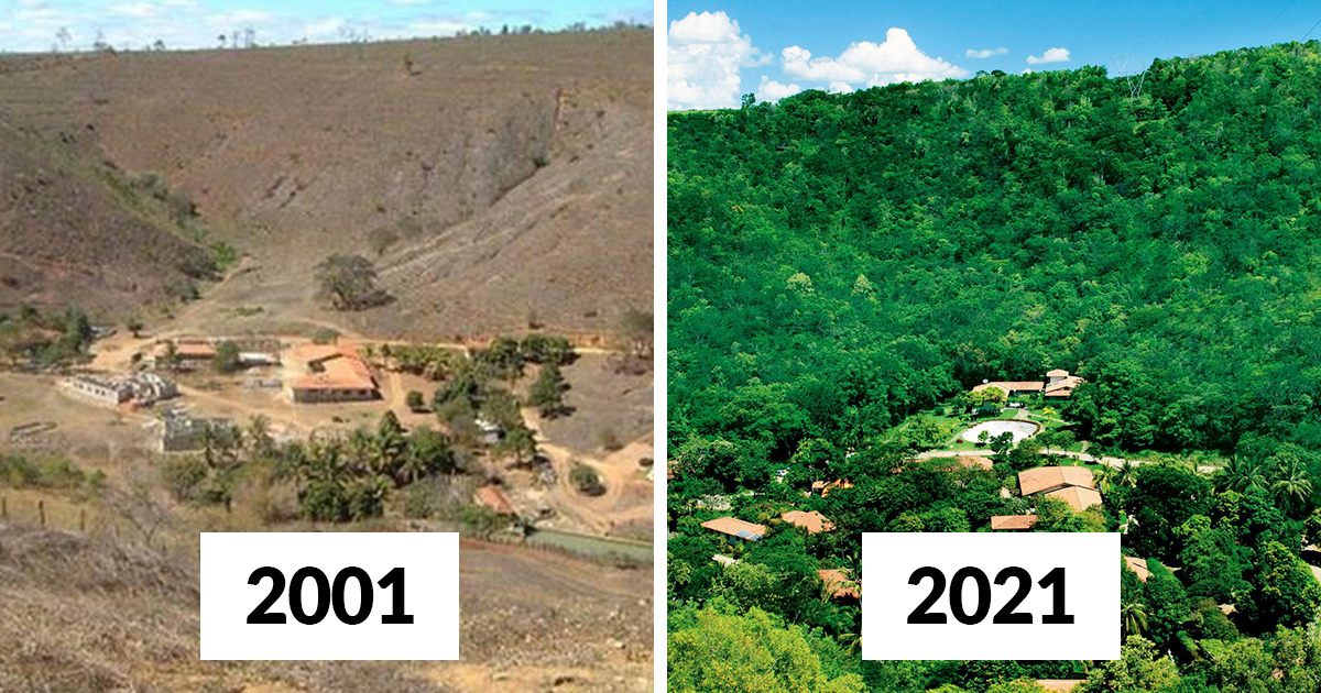 Un photographe et sa femme ont planté 2 millions d’arbres en 20 ans pour reboiser une forêt détruite et même les animaux sont revenus