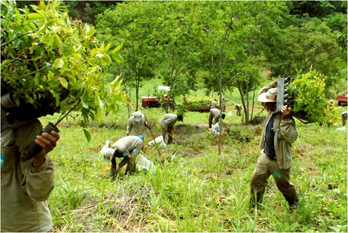Un photographe et sa femme ont planté 2 millions d’arbres en 20 ans pour reboiser une forêt détruite et même les animaux sont revenus