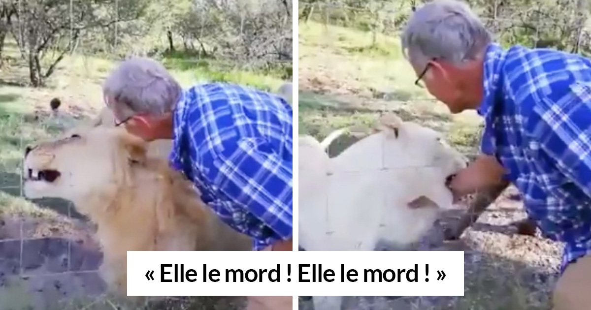 Cet Homme Pensait Qu Il Etait Assez Special Pour Caresser Un Lion Et Il A Fini Par Subir Une Grave Blessure Ipnoze