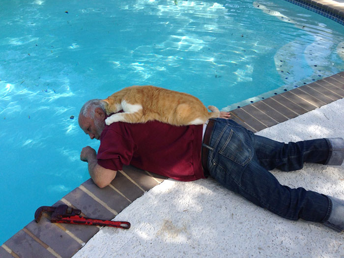 22 photos de papas de chats et leurs amis poilus les plus adorables de tous les temps