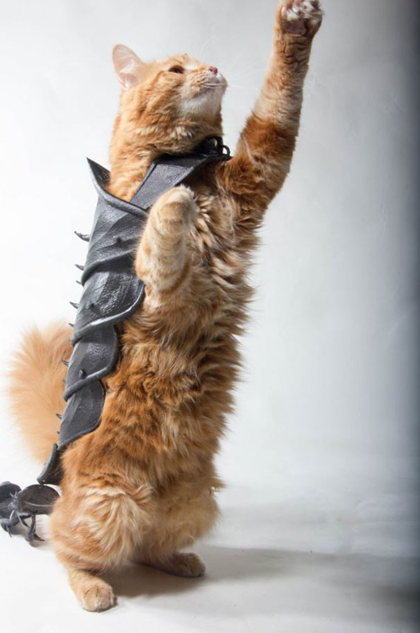 Un Gars A Transforme Son Chat En Vrai Dur A Cuire Avec Cette Armure Imprimee En 3d Ipnoze
