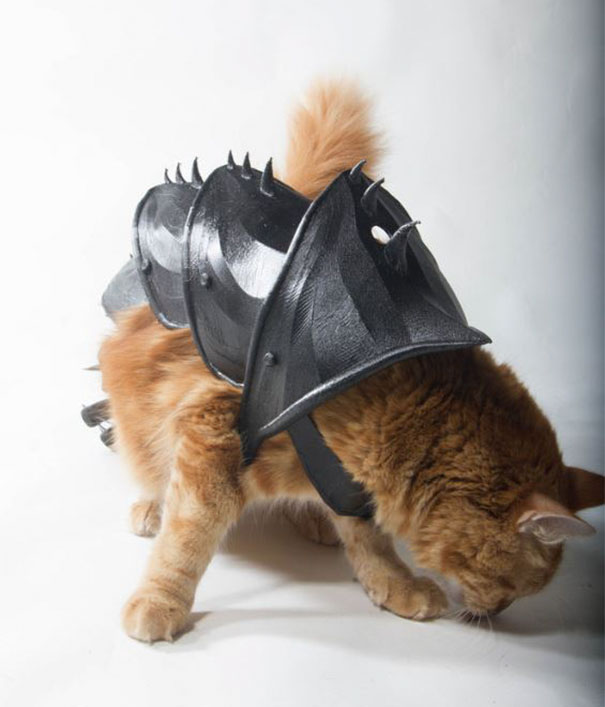 Armure Grand Maitre Chat Un gars a transformé son chat en vrai dur à cuire avec cette armure