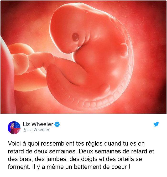 Une femme a publié une photo d’un embryon de 6 semaines pour faire honte aux pro-choix et l’une d’elles a répondu par des faits scientifiques sur ce qui nous rend humains