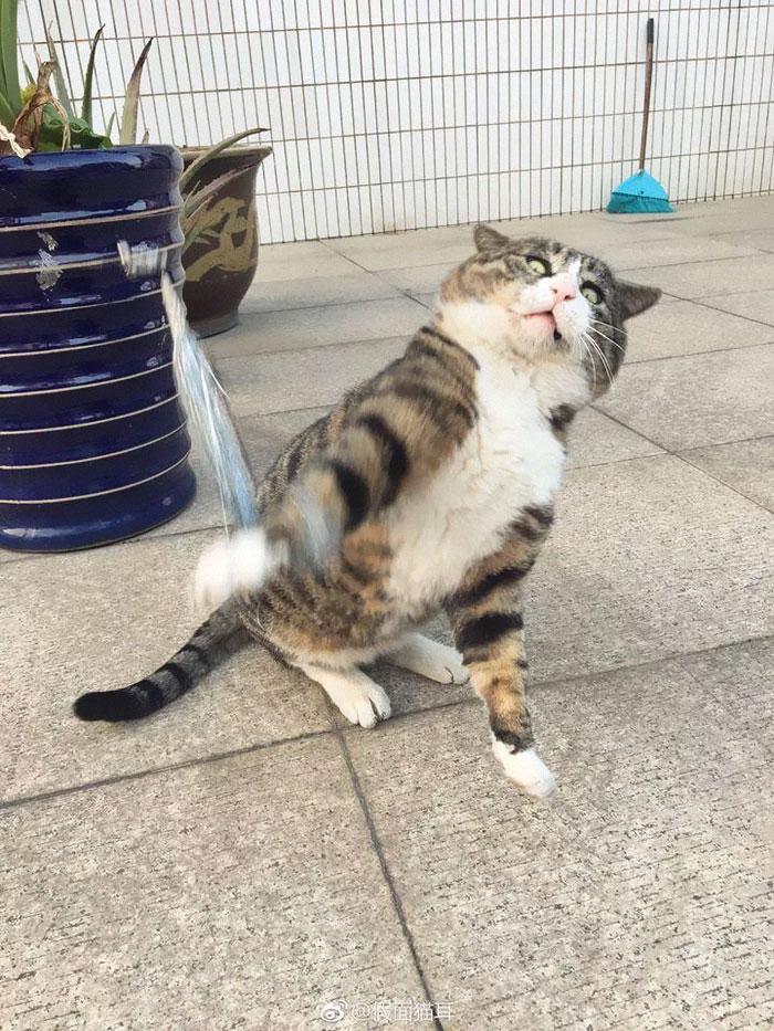 Ce chat est devenu viral à cause de ses réactions dramatiques et hilarantes (17 images)
