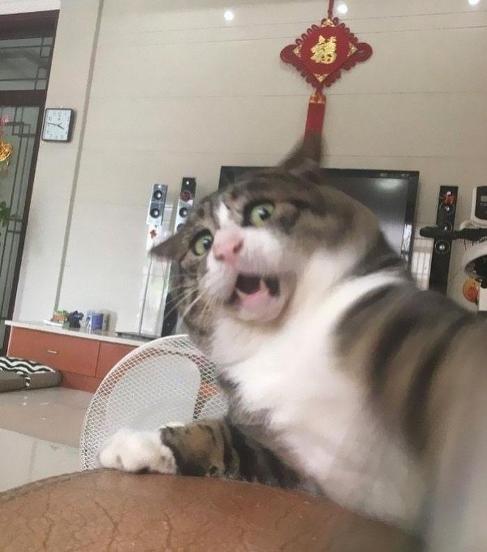 Ce chat est devenu viral à cause de ses réactions dramatiques et hilarantes (17 images)