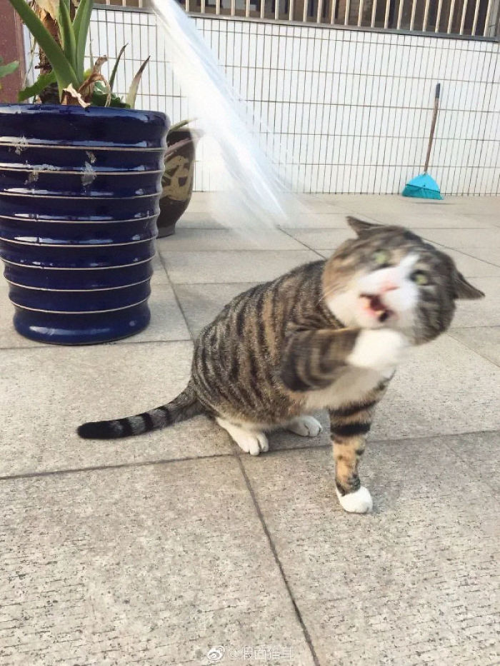 Ce chat est devenu viral à cause de ses réactions dramatiques et hilarantes (17 images)