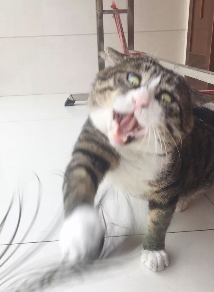 Ce chat est devenu viral à cause de ses réactions dramatiques et hilarantes (17 images)