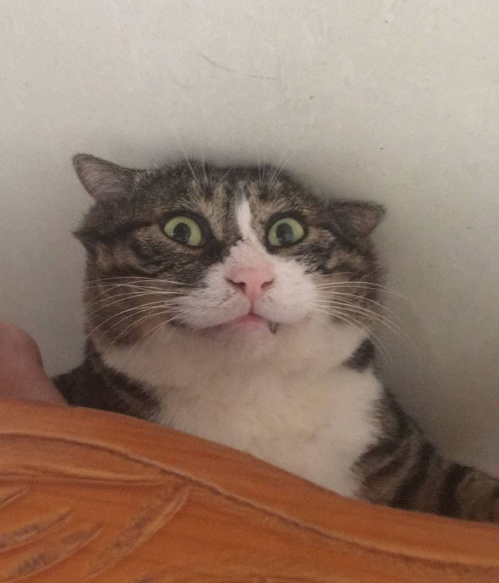 Ce chat est devenu viral à cause de ses réactions dramatiques et hilarantes (17 images)