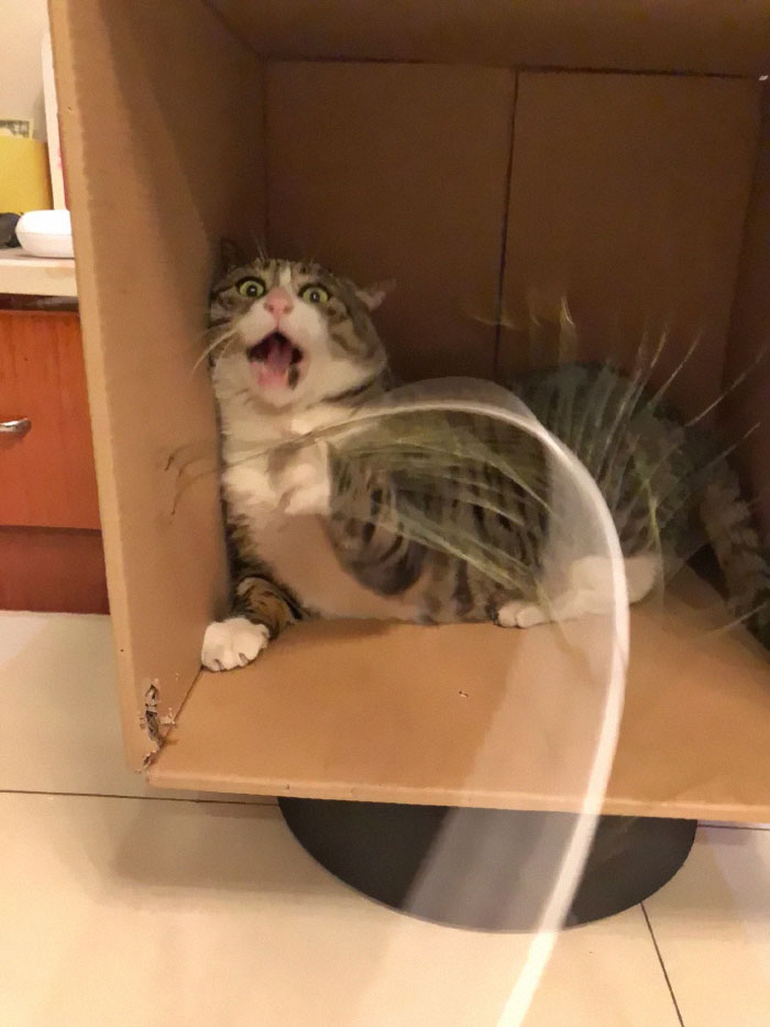 Ce chat est devenu viral à cause de ses réactions dramatiques et hilarantes (17 images)
