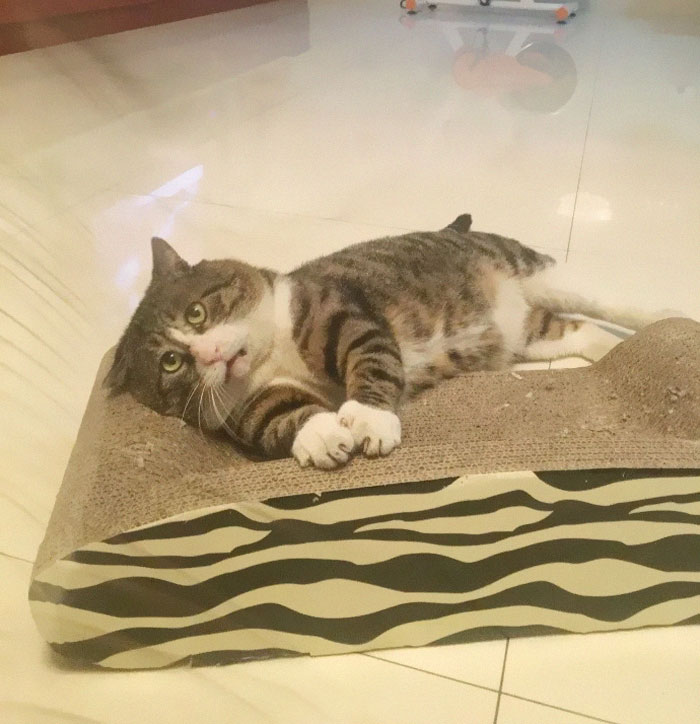 Ce chat est devenu viral à cause de ses réactions dramatiques et hilarantes (17 images)