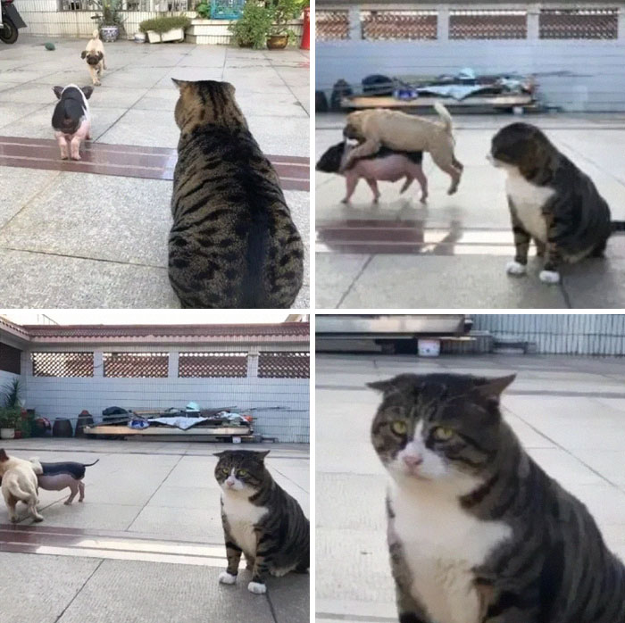 Ce chat est devenu viral à cause de ses réactions dramatiques et hilarantes (17 images)