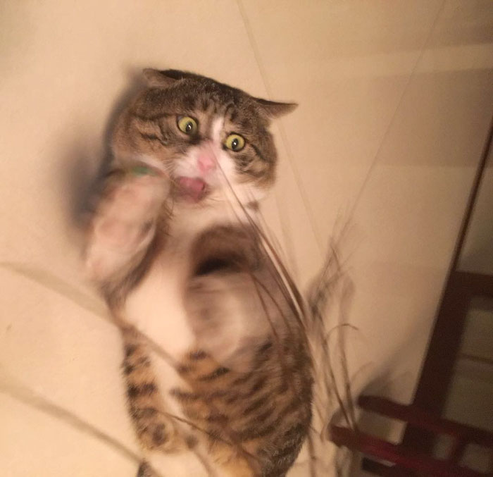 Ce chat est devenu viral à cause de ses réactions dramatiques et hilarantes (17 images)