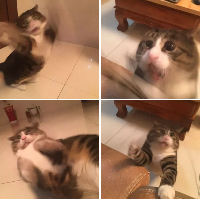 Ce chat est devenu viral à cause de ses réactions dramatiques et hilarantes (17 images)