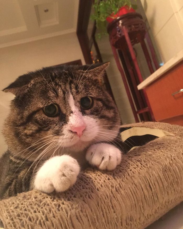 Ce chat est devenu viral à cause de ses réactions dramatiques et hilarantes (17 images)