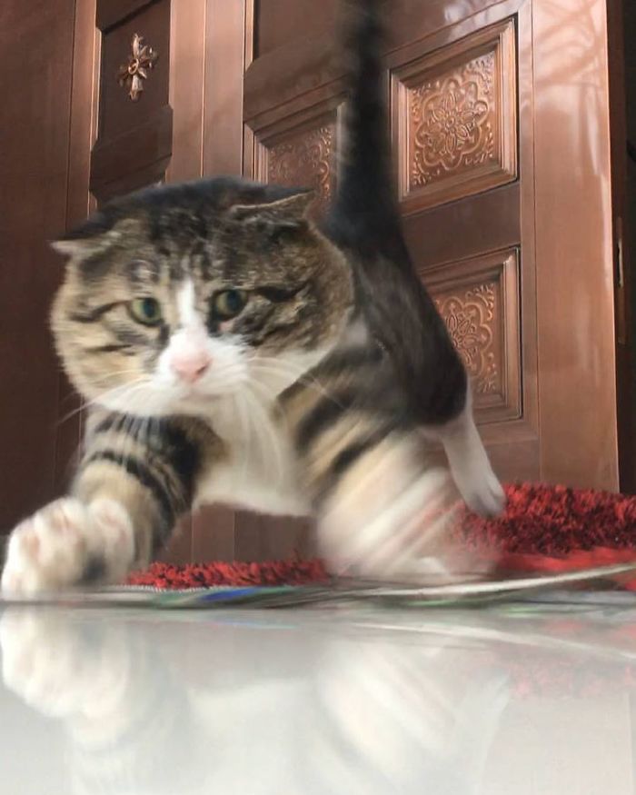 Ce chat est devenu viral à cause de ses réactions dramatiques et hilarantes (17 images)